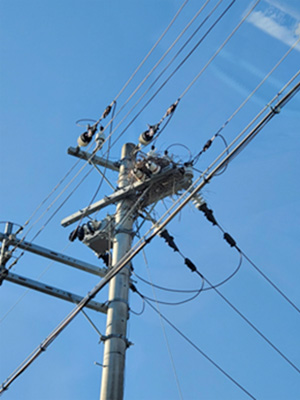 鳥の巣がある
