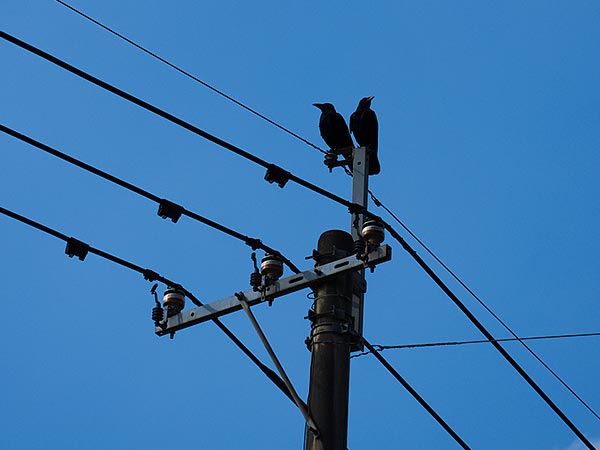 電柱にカラスの巣が…